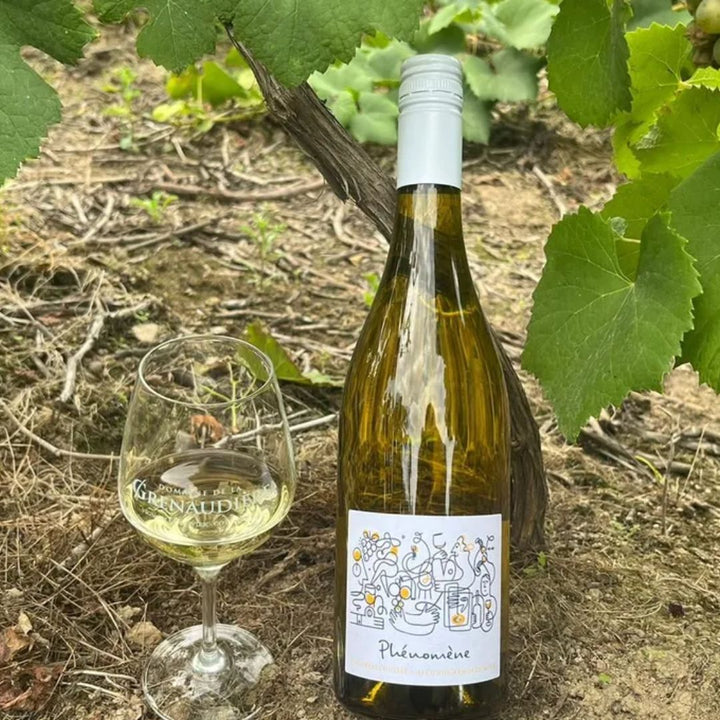 Phénomène - Melon de Bourgogne